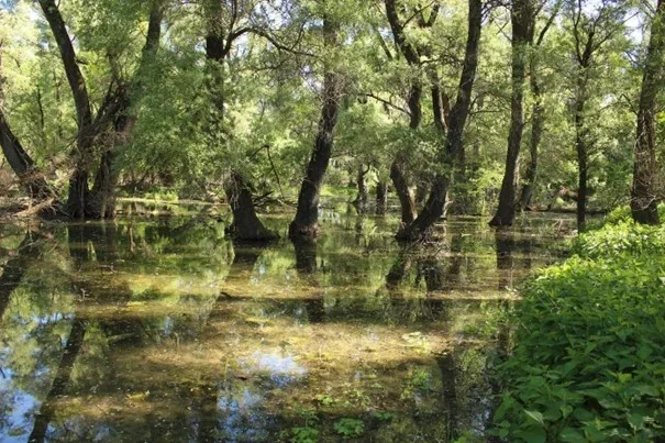 Zajíc v pytli ~ sbírka pro Broz
